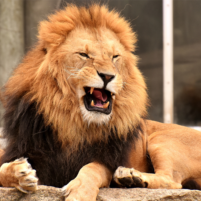 Gut gebrüllt, junger Löwe!